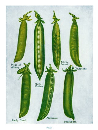 Item nr. 153032 Peas. The Vegetable Grower's Guide. John Wright