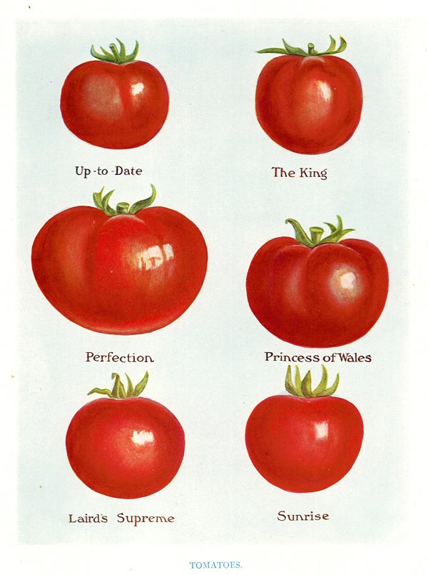 Item nr. 153033 Tomatoes. The Vegetable Grower's Guide. John Wright.
