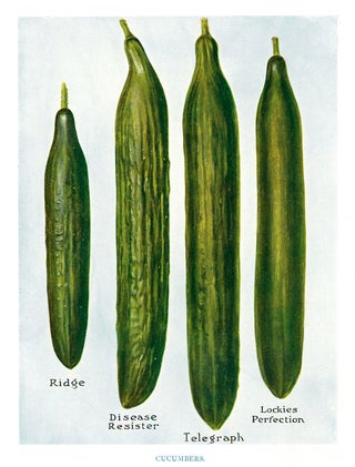 Item nr. 153034 Cucumbers. The Vegetable Grower's Guide. John Wright