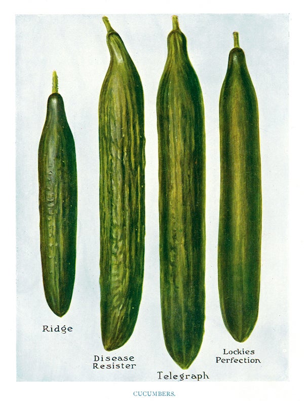 Item nr. 153034 Cucumbers. The Vegetable Grower's Guide. John Wright.