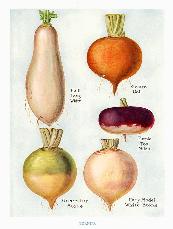 Item nr. 153035 Turnips. The Vegetable Grower's Guide. John Wright.