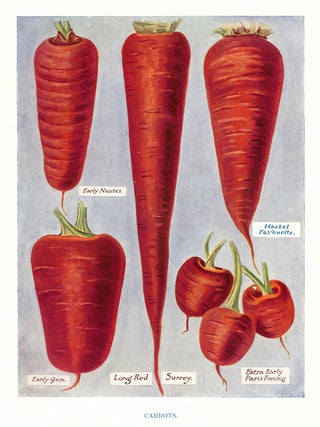 Item nr. 153036 Carrots. The Vegetable Grower's Guide. John Wright