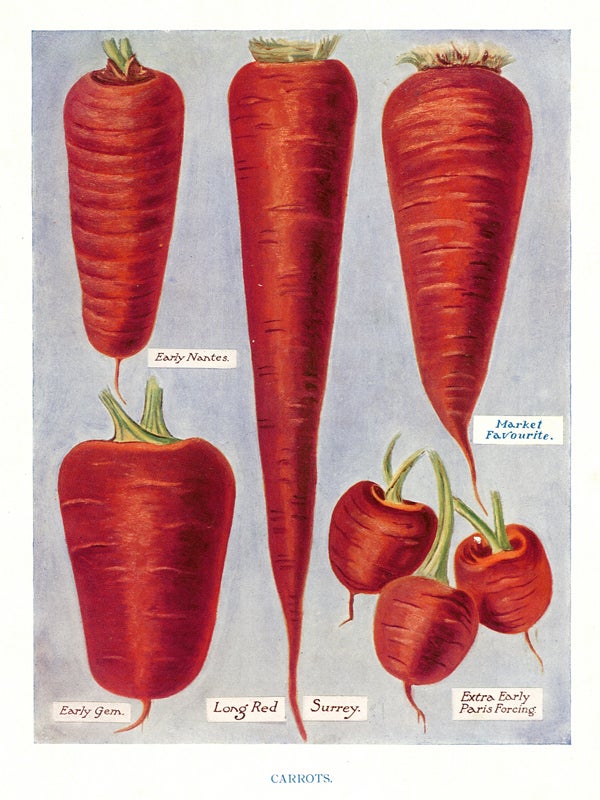Item nr. 153036 Carrots. The Vegetable Grower's Guide. John Wright.