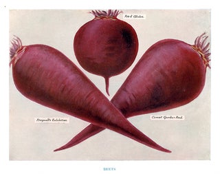 Item nr. 153038 Beets. The Vegetable Grower's Guide. John Wright