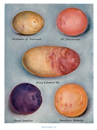 Item nr. 153039 Potatoes II. The Vegetable Grower's Guide. John Wright