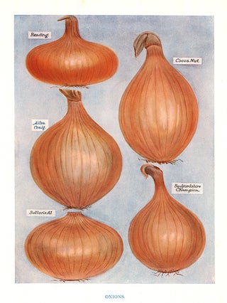 Item nr. 153040 Onions. The Vegetable Grower's Guide. John Wright