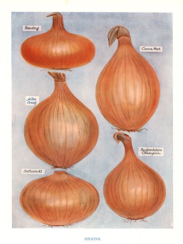 Item nr. 153040 Onions. The Vegetable Grower's Guide. John Wright.