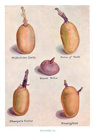 Item nr. 153042 Potatoes IV. The Vegetable Grower's Guide. John Wright