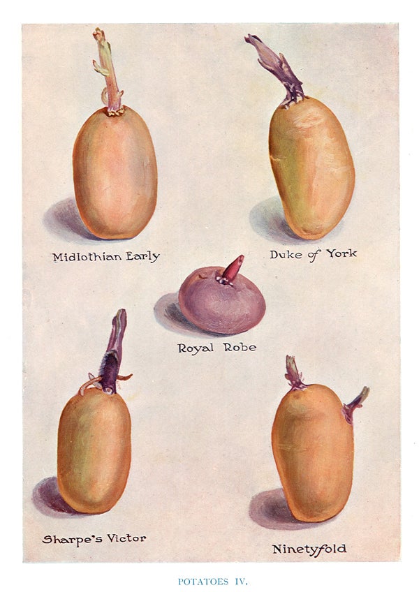 Item nr. 153042 Potatoes IV. The Vegetable Grower's Guide. John Wright.