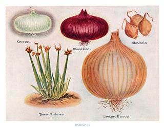Item nr. 153043 Onions II. The Vegetable Grower's Guide. John Wright