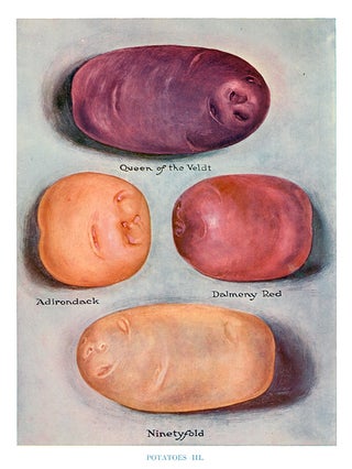 Item nr. 153044 Potatoes III. The Vegetable Grower's Guide. John Wright