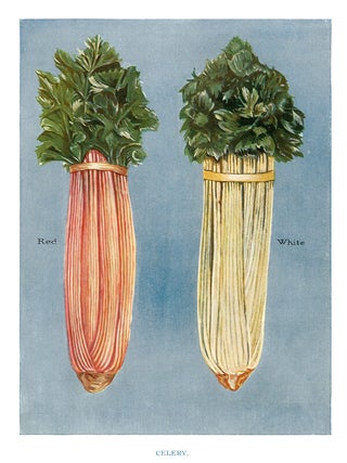 Item nr. 153045 Celery. The Vegetable Grower's Guide. John Wright