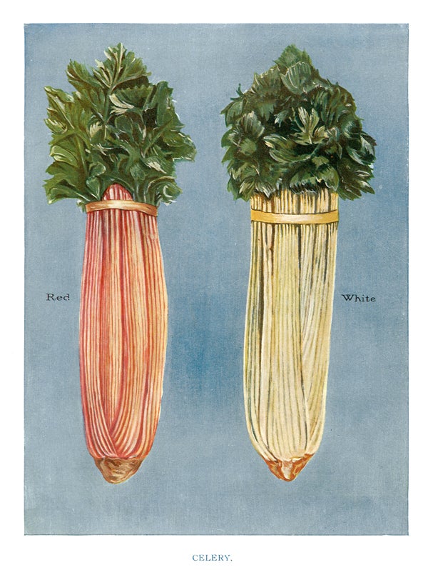 Item nr. 153045 Celery. The Vegetable Grower's Guide. John Wright.