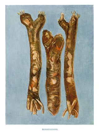 Item nr. 153046 Horseradish. The Vegetable Grower's Guide. John Wright