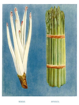 Item nr. 153047 Seakale and Asparagus. The Vegetable Grower's Guide. John Wright