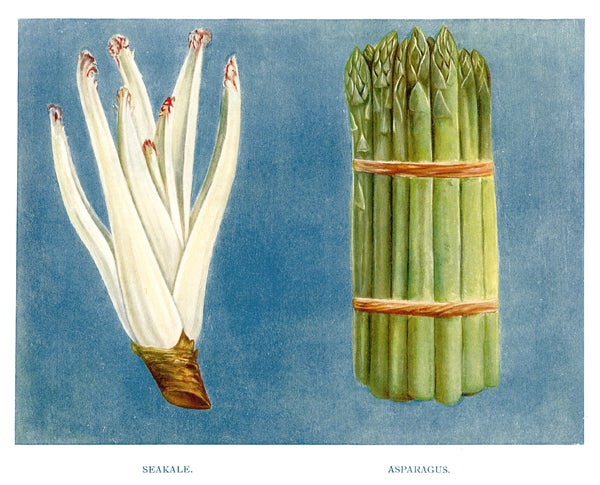 Item nr. 153047 Seakale and Asparagus. The Vegetable Grower's Guide. John Wright.