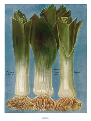 Item nr. 153048 Leeks. The Vegetable Grower's Guide. John Wright