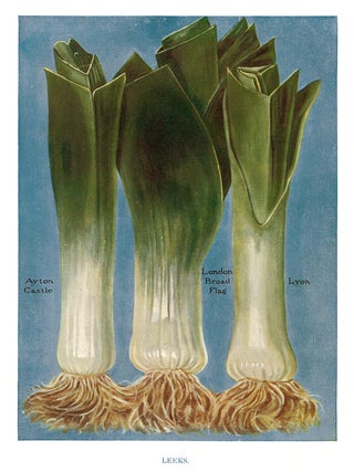 Item nr. 153048 Leeks. The Vegetable Grower's Guide. John Wright