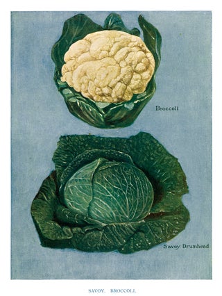 Item nr. 153050 Savoy and Broccoli. The Vegetable Grower's Guide. John Wright