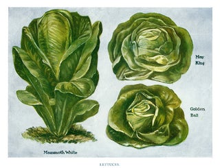 Item nr. 153051 Lettuces. The Vegetable Grower's Guide. John Wright