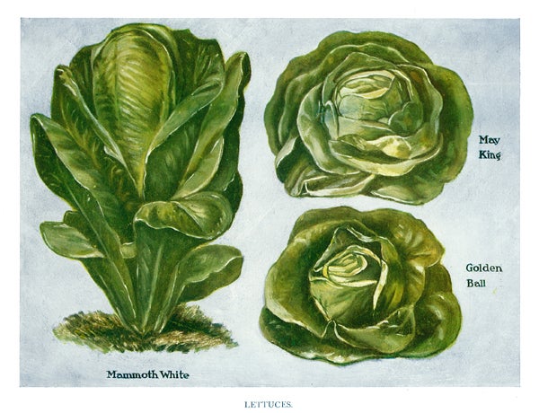 Item nr. 153051 Lettuces. The Vegetable Grower's Guide. John Wright.