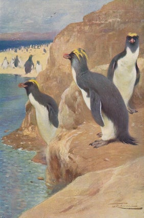 Item nr. 153128 Rock Penguin. Wild Life of the World. Wilhelm Kuhnert