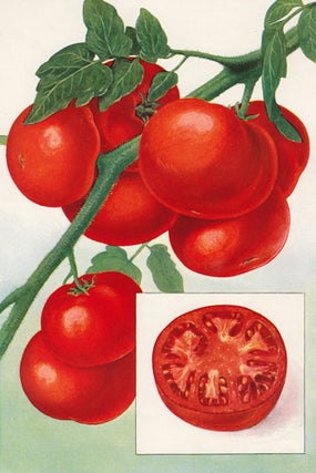 Item nr. 153400 Tomatoes. The Grocer's Encyclopedia. Artemas Ward