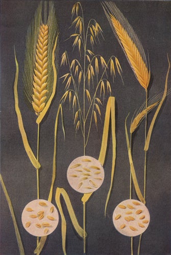 Item nr. 153401 Wheat, Oats and Rye. The Grocer's Encyclopedia. Artemas Ward.