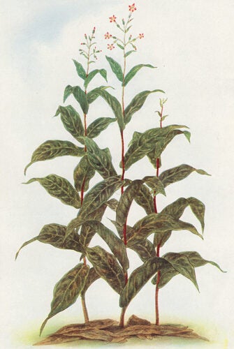 tobacco encyclopedia Tobacco. The Grocer's Encyclopedia