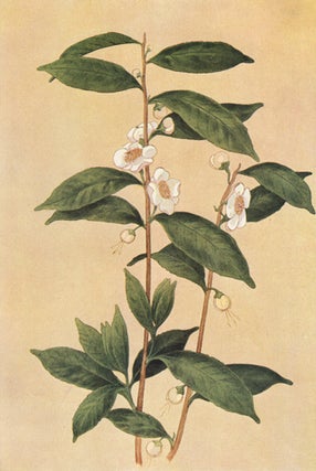 Item nr. 153406 Tea Plant. The Grocer's Encyclopedia. Artemas Ward