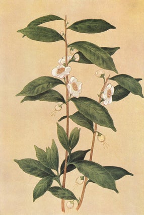 Tea Plant. The Grocer's Encyclopedia.