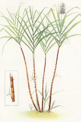 Item nr. 153407 Sugar Cane. The Grocer's Encyclopedia. Artemas Ward