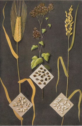 Item nr. 153413 Barley, Buckwheat and Rice. The Grocer's Encyclopedia. Artemas Ward