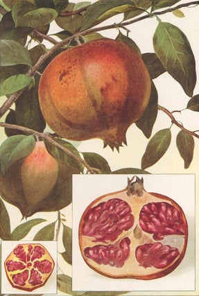 Item nr. 153414 Pomegranate. The Grocer's Encyclopedia. Artemas Ward
