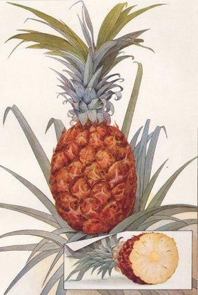 Item nr. 153416 Pineapple. The Grocer's Encyclopedia. Artemas Ward