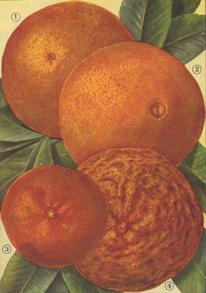 Item nr. 153423 Oranges. The Grocer's Encyclopedia. Artemas Ward