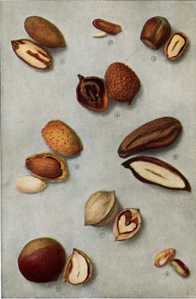 Item nr. 153426 Nuts. The Grocer's Encyclopedia. Artemas Ward
