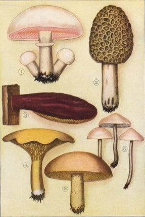 Item nr. 153429 Well Known Examples of Edible Fungi. The Grocer's Encyclopedia. Artemas Ward