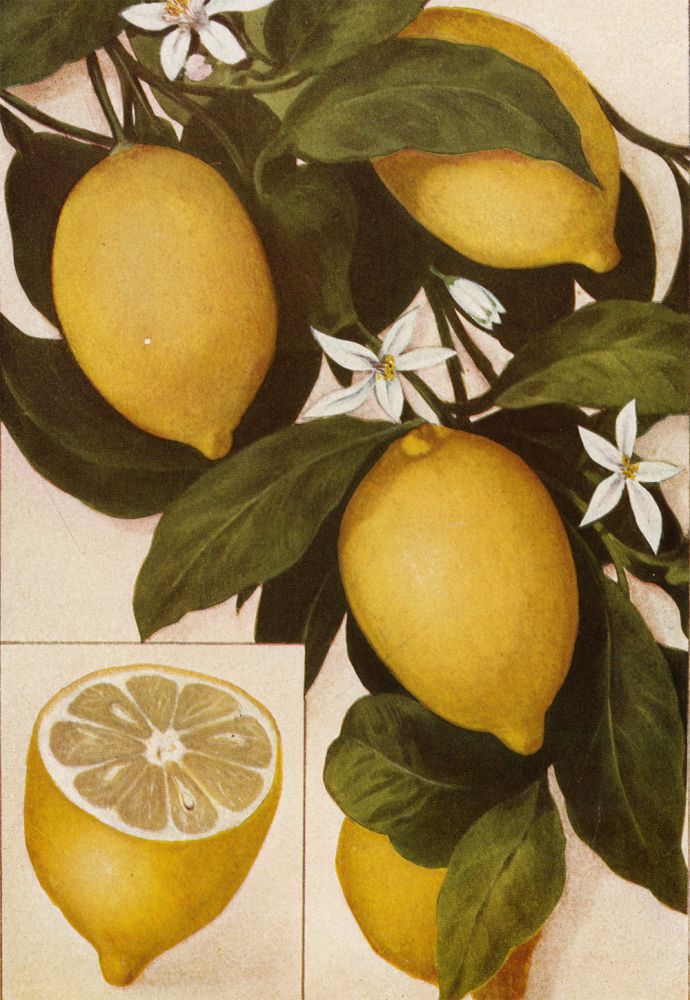 Item nr. 153437 Lemons. The Grocer's Encyclopedia. Artemas Ward.