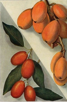 Item nr. 153440 Kumquat and Loquat. The Grocer's Encyclopedia. Artemas Ward