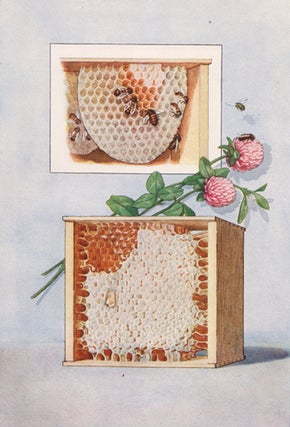Item nr. 153441 Honey. The Grocer's Encyclopedia. Artemas Ward