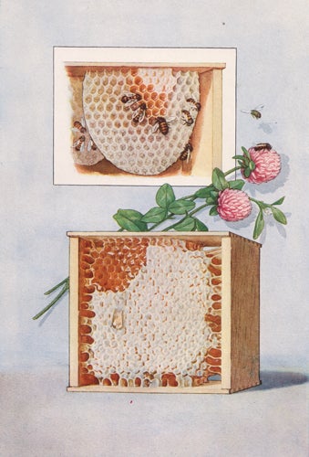 Item nr. 153441 Honey. The Grocer's Encyclopedia. Artemas Ward.
