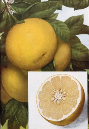 Item nr. 153443 Grapefruit. The Grocer's Encyclopedia. Artemas Ward