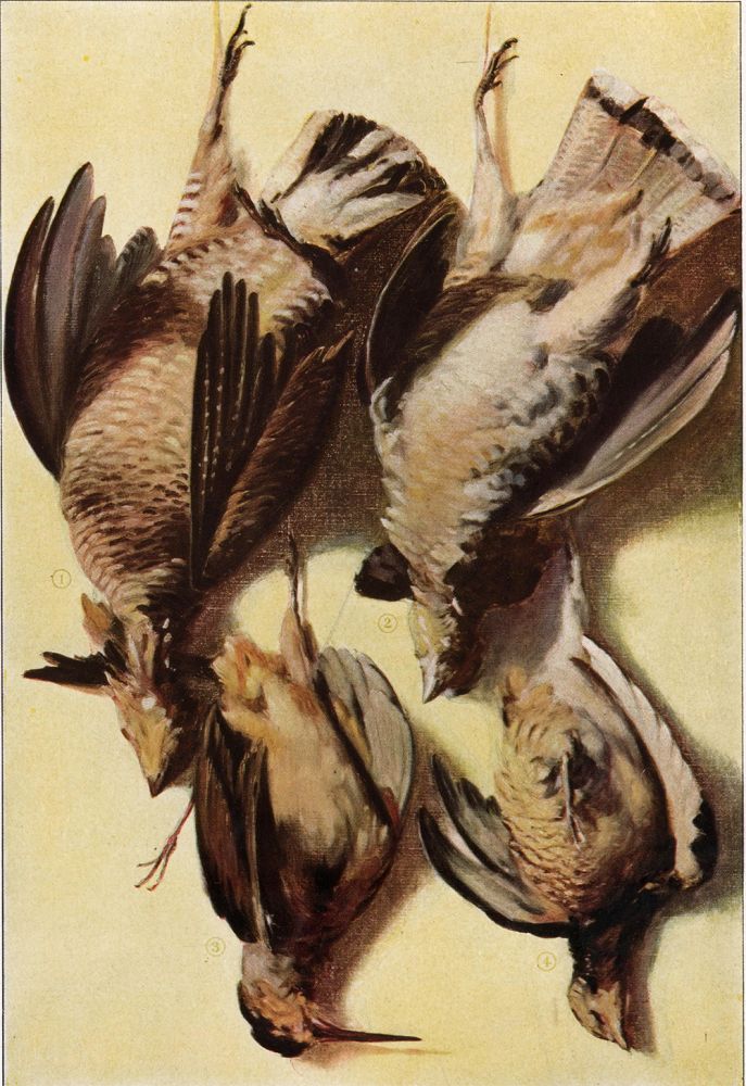 Item nr. 153447 Game Birds. The Grocer's Encyclopedia. Artemas Ward.