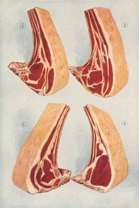 Item nr. 153463 Beef - Cut Ribs. The Grocer's Encyclopedia. Artemas Ward
