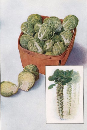 Item nr. 153465 Brussels Sprouts. The Grocer's Encyclopedia. Artemas Ward
