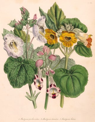 Item nr. 153538 Martynia proboscidea, Martynia diandra and Martynia lubea. The Ladies' Flower...