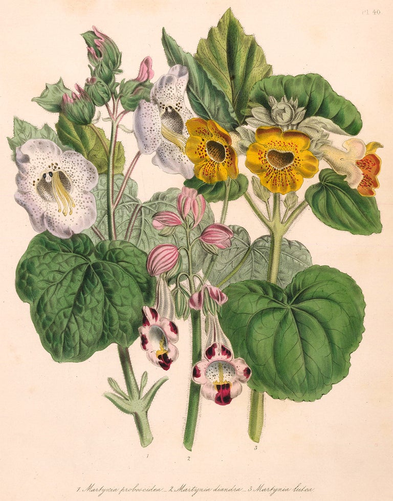Item nr. 153538 Martynia proboscidea, Martynia diandra and Martynia lubea. The Ladies' Flower Garden of Ornamental Annuals. Jane Loudon.