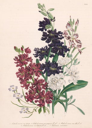 Item nr. 153541 Mathiola annua var strata, Mathiola annua var purpurea ... The Ladies' Flower...