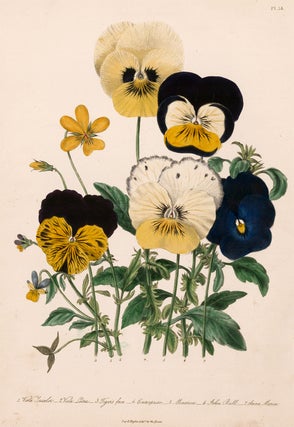 Item nr. 153542 Viola Tricolor, Viola Lutea, Tiger's face... The Ladies' Flower Garden of...
